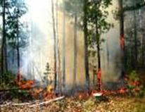 Два новых лесных пожара обнаружены на юге Сахалина