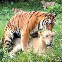 Спаривание тигра и льва